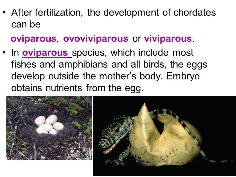 What are ovoviviparous animals?